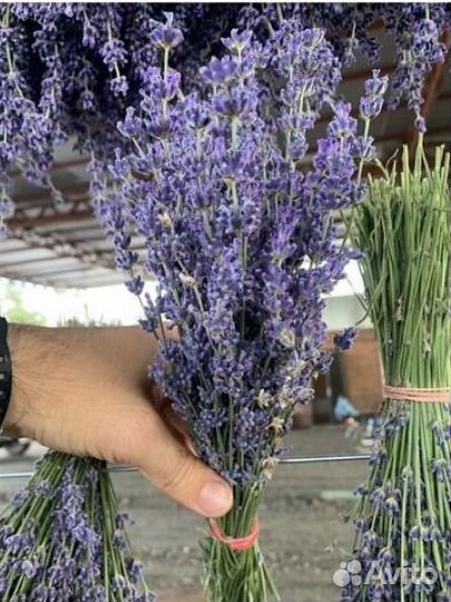 Букет лаванды