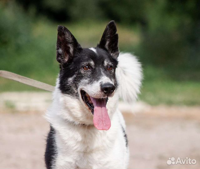 Душка Бобик ищет дом