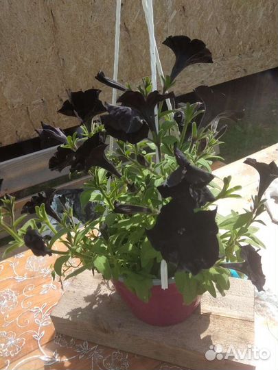 Вегетативная петуния