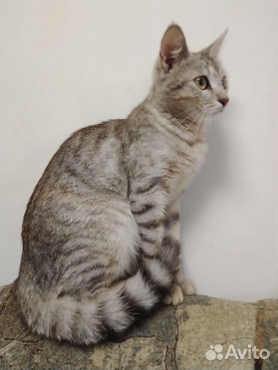 Добрейшая кисонька Валюха ищет дом