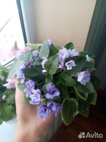 Сортовые фиалки мини