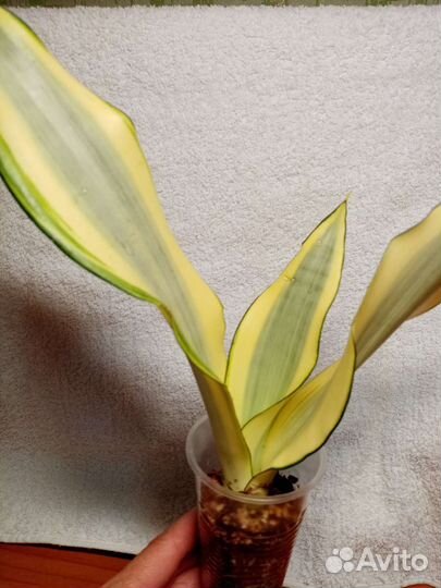 Сансевиерия сортовая, Индонезия