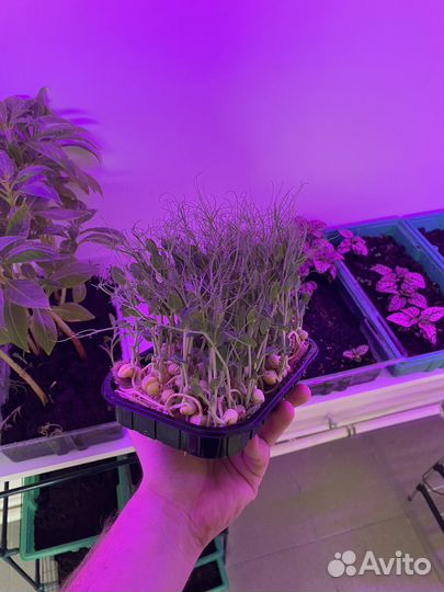 Микрозелень горох