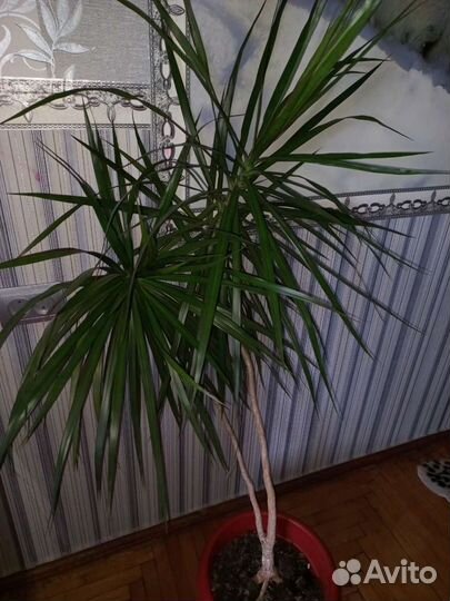 Пальма драцена