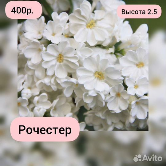 Саженцы сортовой сирени