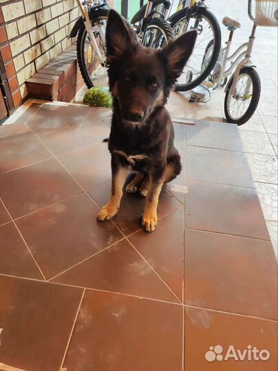 Немецкая овчарка