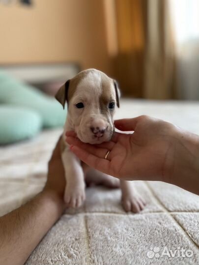 Щенки амстаффа