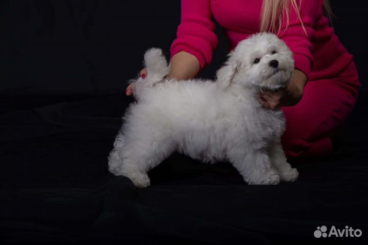 Щенки бишон фризе