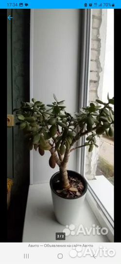 Денежное дерево толстянка