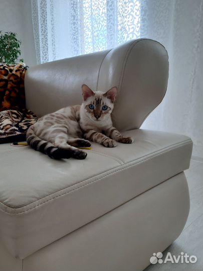 Кот Бенгальской породы
