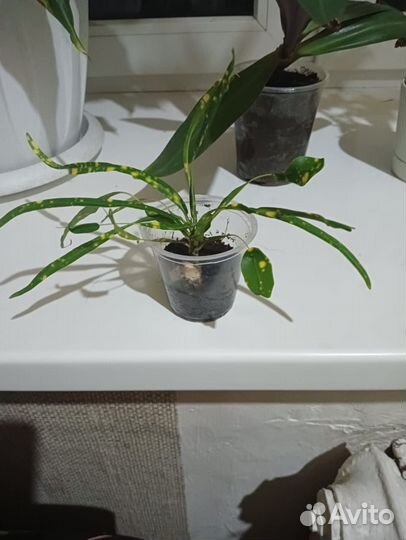 Кодиеум кротон