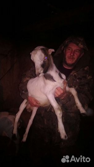 Козлики и козочки молодые