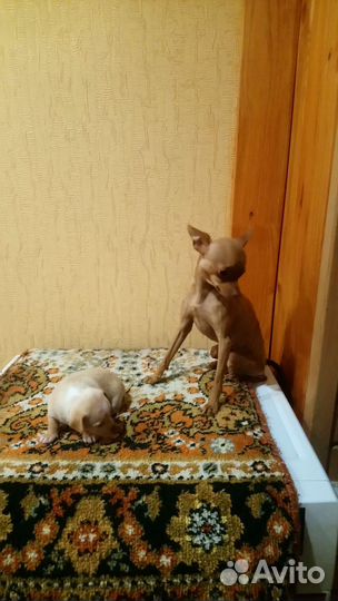 Щенок тойтер мальчик