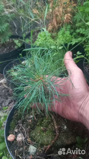 Сосна сибирская кедровая