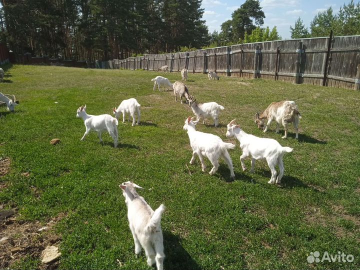 Козы зааненские и заано-альпийские