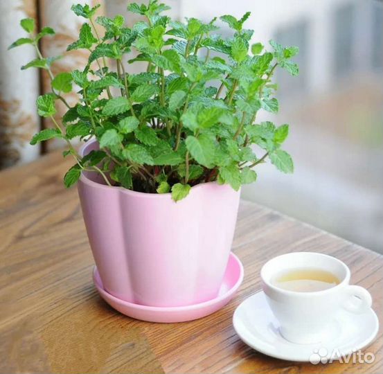 Мята сортовая 11 видов