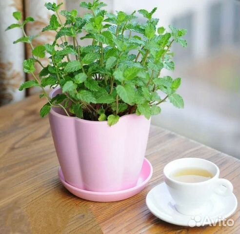 Мята сортовая 11 видов