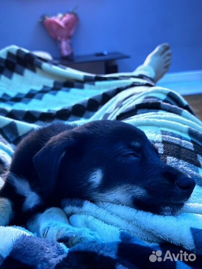 Щенок в добрые руки