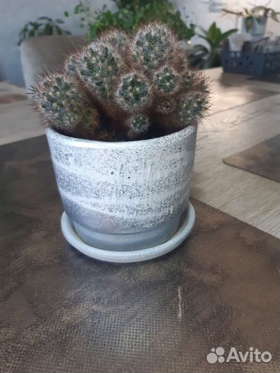 Крестовник, калатея Руфибарфа, кактус