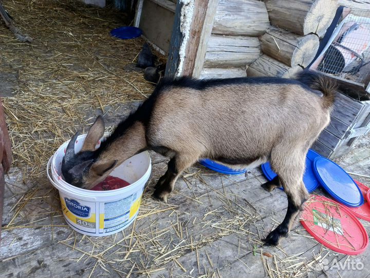 Козел на племя