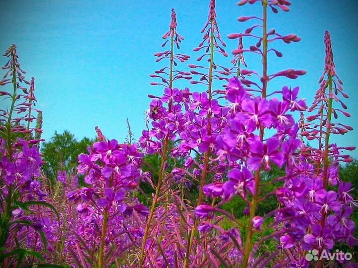 Иван чай 1кг ферментированный 2023 копорский чай