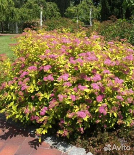 Спирея японская