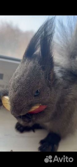 Белка, Бельчата