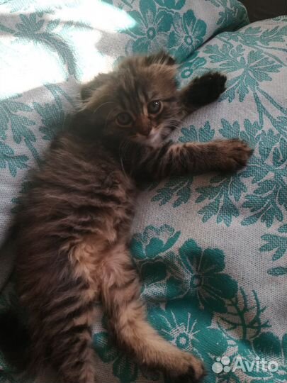 Котята