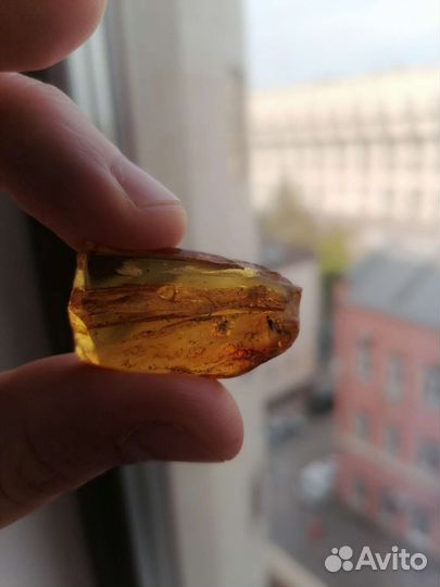 Янтари с инклюзами, с огромной древней мухой