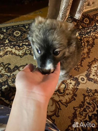 Собака в добрые руки щенок хаски