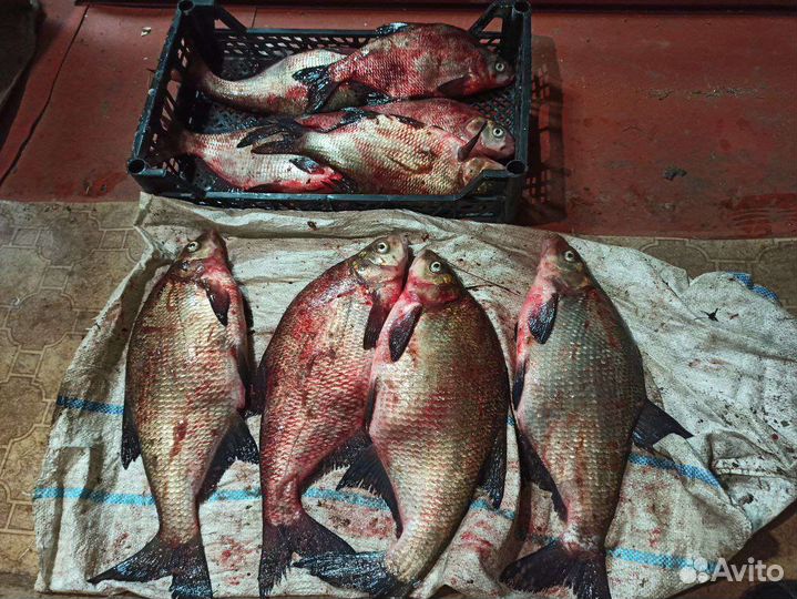 Речная рыба (лещь)