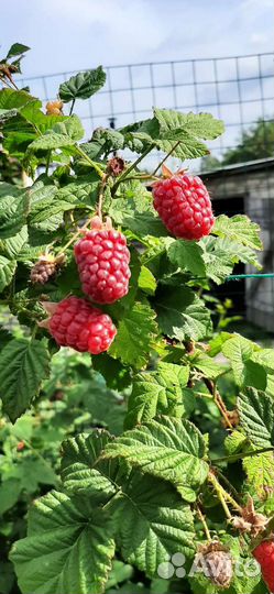 Саженцы ежемалины