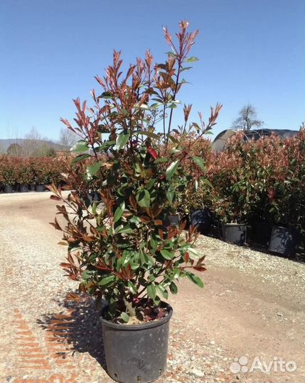 Уличные растения цветы