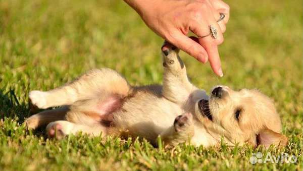 Дрессировка собак