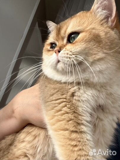 Британский кот для вязки