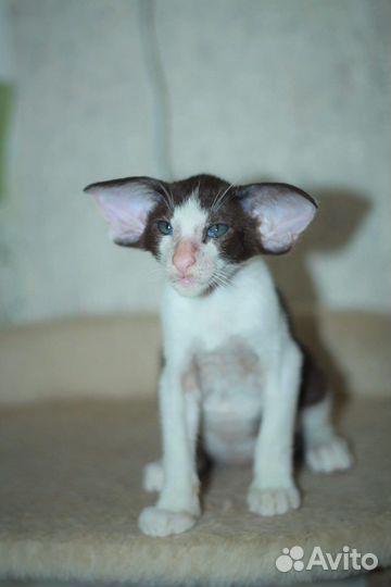 Ориентальная экстрим