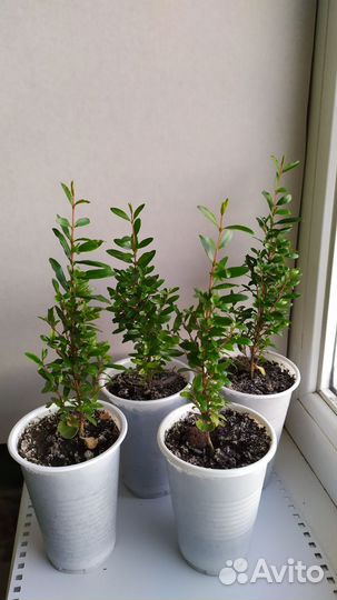 Гранат комнатный