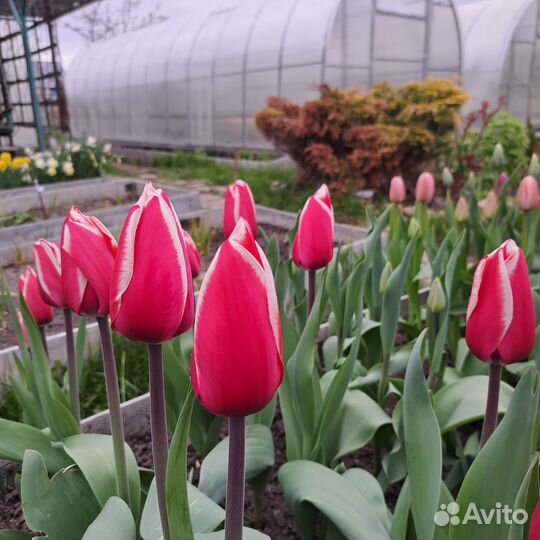 Луковицы тюльпанов