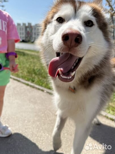 Хаски в добрые руки