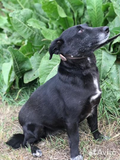 Кнопа ждёт хозяина