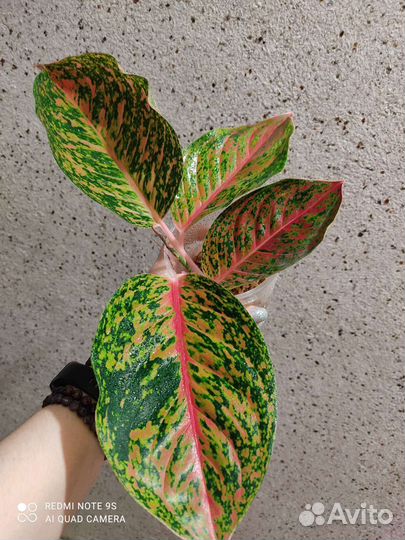 Аглаонема Tricolor