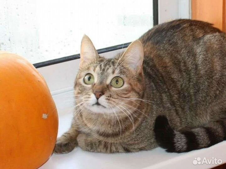 Ищем ответственные руки