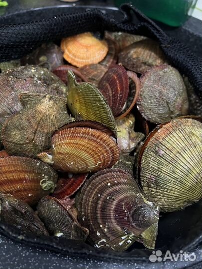 Свежевыловленный морской гребешок