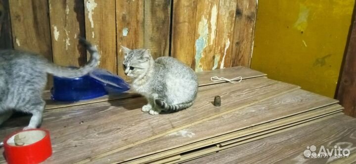 Кошки британцы прямоухие семья бесплатно