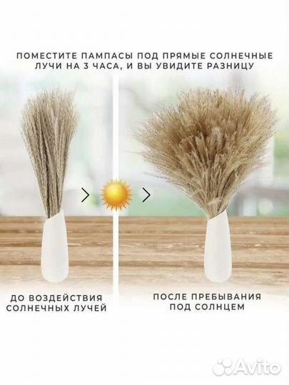 Новая Пампасная трава, Сухоцвет для декора