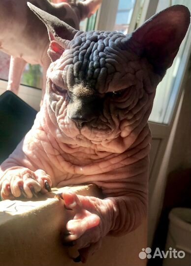 Котята бамбино блондины с голубыми глазами