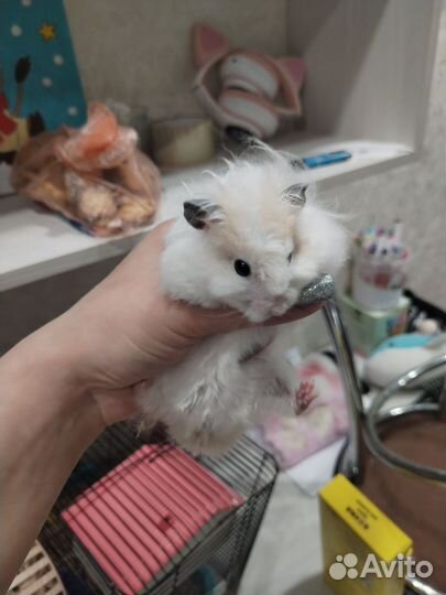 Хомяк с клеткой бесплатно