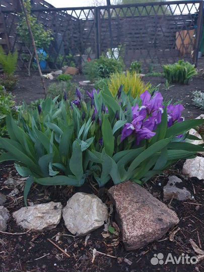 Ирис низкорослый бордюрный