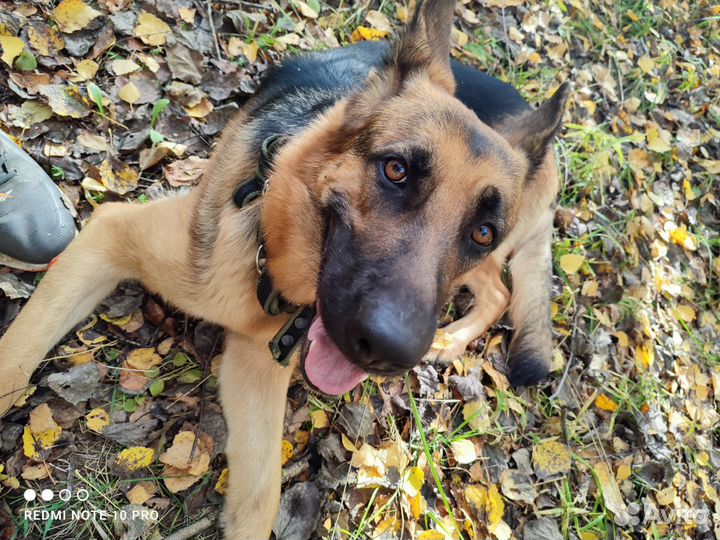 Немецкая овчарка