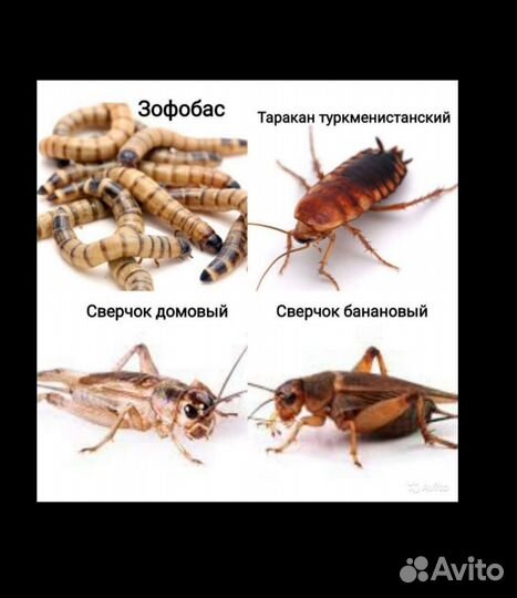 Сверчок, Таракан, Зофобас